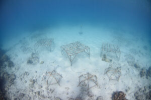 Steve Lindfield Palau