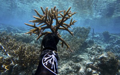Coral removed from rope